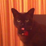 Missy Higgins - @missy.higgins.the.cat - Instagram