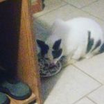 Missy Higgins - @missy.banfieldhiggins - Instagram