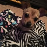 Shiloh and Sadie - @missyjacobson85 - Instagram