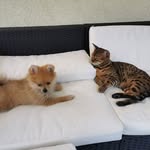 Missy Leon und Baghira - @zwergspitz_bengale - Instagram