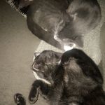 Missy & Simms - @missyandsimms - Instagram