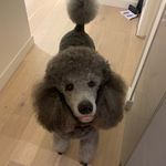 Mister Charles Moore - @standard_charles - Instagram