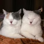 MISTY ♥️ BAILEY 💙 - @misty_bailey_ - Instagram