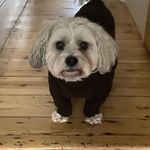 Misty.Daniel - @misty_thezoochon - Instagram
