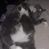 thebaddfish - @mistimackey - TikTok