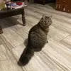 mistyadrian6 - @mistyadrian6 - TikTok