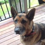 jack, misty, champ, albert - @paws_and_claws631 - Instagram