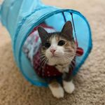 Misty aka Flea! - @mistybean.flea - Instagram