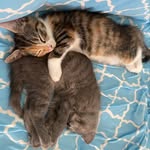 Misty, Bean & Stella; the Kitty Cats!🐈🐈‍⬛ - @misty_bean_stella - Instagram