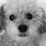 Misty Bean's Mom - @mistybeansmom - Instagram