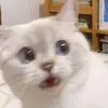 MistyBean - @hecate.l - TikTok
