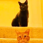 Misty&Beany - @misty.and.beany - Instagram