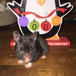 Misty & Bear🐹 - @mistyandbear - Instagram
