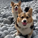 Misty & Bear - @mystical_corgidust - Instagram