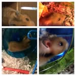 Misty + Bear Hamsterton - @_hamsters_101 - Instagram