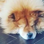 Misty Bear - @mistybear_chow - Instagram