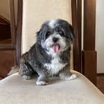 Misty Bear - @misty_mcbarkbark_nakano - Instagram