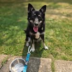 @misty_bear_the_pomsky - Instagram
