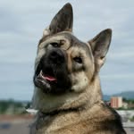 Misty - @misty.bear.necessity - Instagram