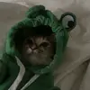 misty - @misty_bear22 - TikTok