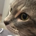 Misty Mittens and Bear😻 - @misty.bear.mittens - Instagram