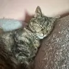 Misty moo moo - @mistybear26 - TikTok