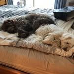 Misty&Bear - @misty_bear2410 - Instagram