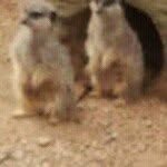 Susan Jane Shaw - @mistybear1967 - Instagram