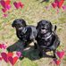 Misty Beasley-Lauterbach - Facebook