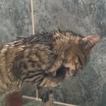 Misty_best_kitten - @misty_best_kitten - Instagram