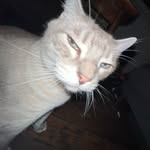 misty - @misty_the_best_cat_ever - Instagram