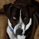 Misty S. Bone - @boneifidepetportraits - Instagram