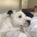 Misty Booth-Bannon - @misty_mooshoo__bannon - Instagram