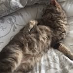 misty the cat - @mistybrightlight - Instagram