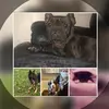 Dog account xx - @casey.mira.pandora.misty - TikTok