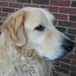 Misty Casto - @dogs_r_people_too - Instagram