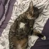 Misty bear - @obese.chicken.misty - TikTok