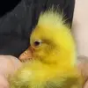 Misty chickens - @misty.chickens - TikTok