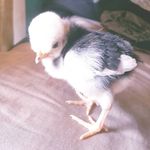 misty chicky - @mistychicky - Instagram