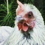 MISTY - @misty_chicken - Instagram