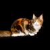 Misty Creek Maine Coon Cats - Facebook