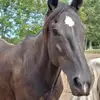 mistycornett4 - @mistycornett4 - TikTok