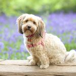 Misty The Lhasa Apso Cross - @mistybythesea - Instagram