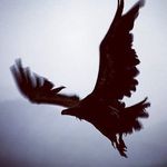 ⸙͎۪۫ 𝐌𝐢𝐬𝐭𝐲 𝐂𝐫𝐨𝐰𝐬 ⸙͎۪۫ - @misty.crows - Instagram
