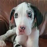 Misty - @mistythedane - Instagram