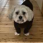 Misty.Daniel - @misty_thezoochon - Instagram