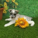 Misti Delong - @vonteufulhundenschnauzers - Instagram