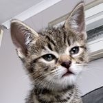Misty Dempsey - @misty.thecattt - Instagram