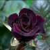 Mist Tabassum Tithi Tuba - Facebook