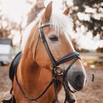 MISTY FIELDS | Paddock Paradise 🌿 - @mistyfieldspaddockparadise - Instagram